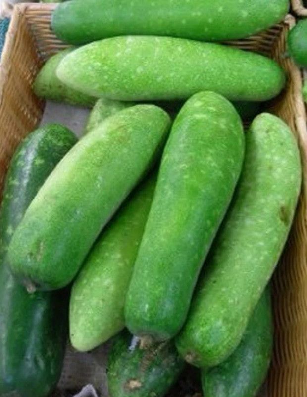 UGRA NAM TAO YAI Bottle Gourd Seeds Seed  (300 per packet)