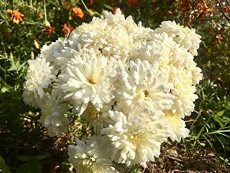 Mozette Chrysanthemum white flower Seed  (36 per packet)