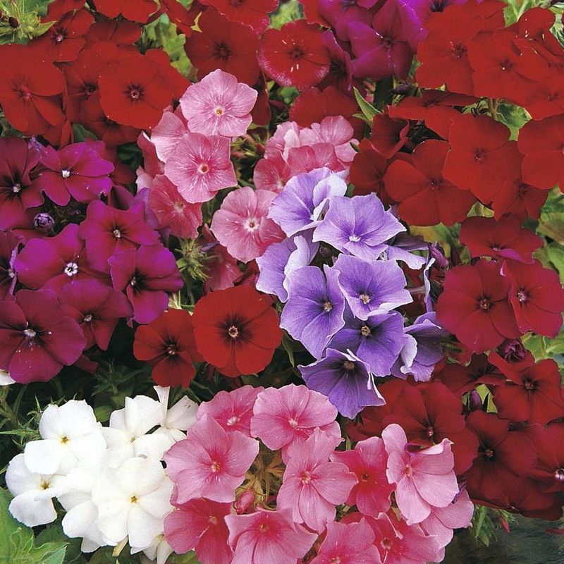 XOLDA Phlox Mix Flower Seed  (40 per packet)