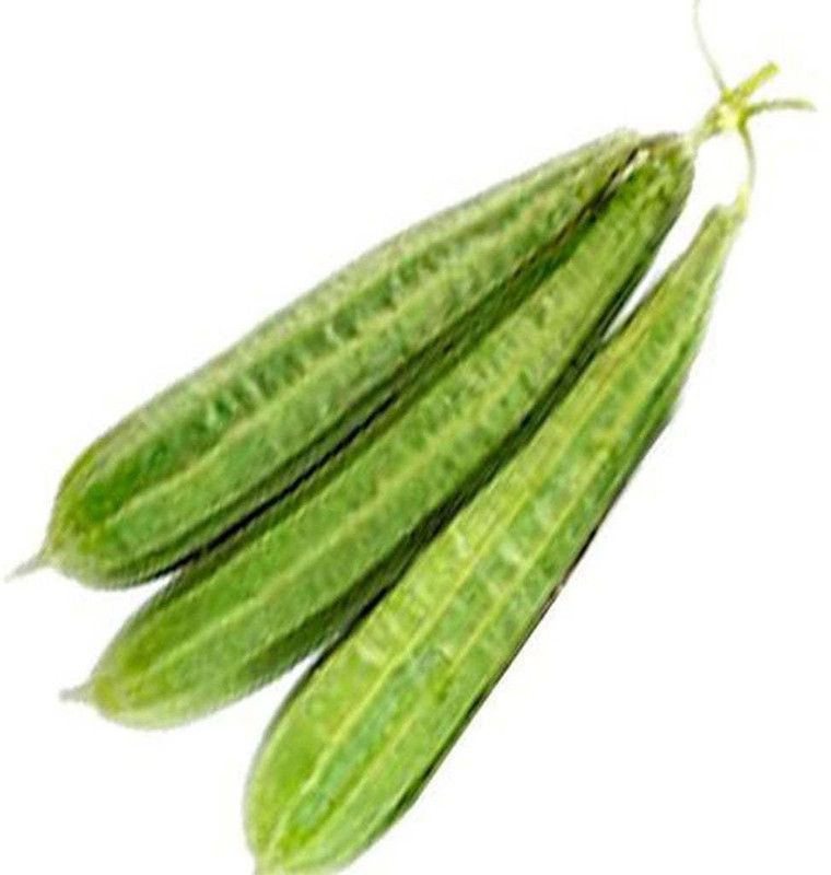 Paudha Ridgegourd plant Seed  (40 per packet)