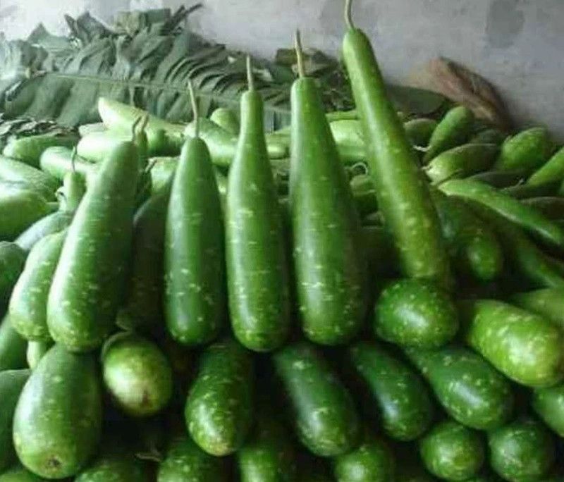 UGRA NAM TAO YAI Bottle Gourd Seeds Seed  (250 per packet)