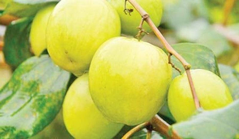 Earth Plant Farm Ber Apple Plant  (Hybrid, Pack of 1)