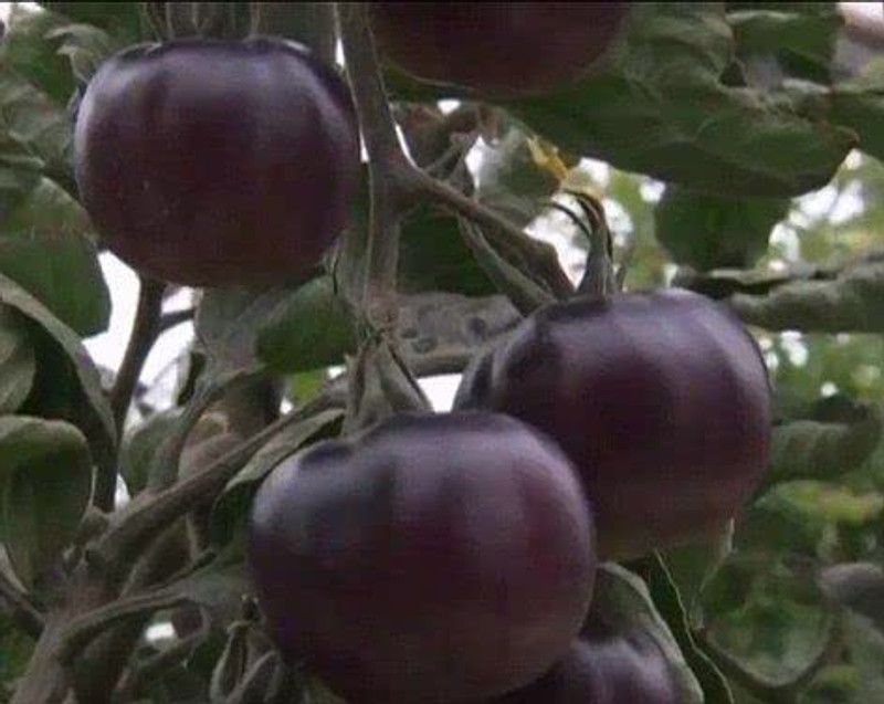 KANAYA Black Tomato F1 Hybrid Vegetable Home / Garden Seed  (650 per packet)