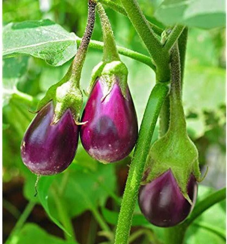 PLANTZON Brinjal Seed  (15 per packet)