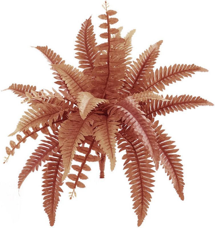 Nema Creeper Boston fern Seeds-Pink-50Pcs Seed  (50 per packet)