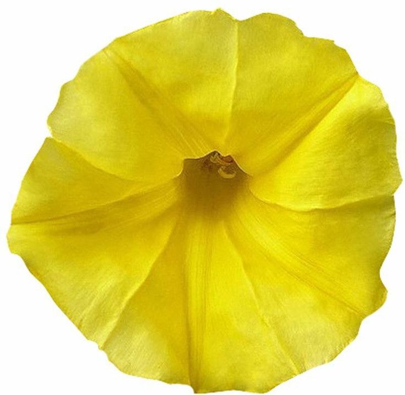 KANAYA Japanese Morning Glory *MIXED* Ipomoea Nil Seed Seed  (33 per packet)