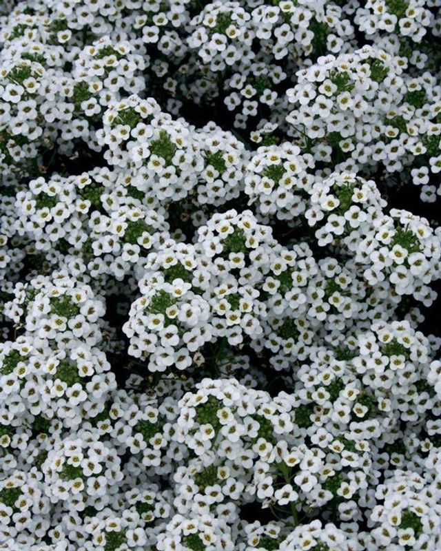 XOLDA Alyssum White Seed  (54 per packet)
