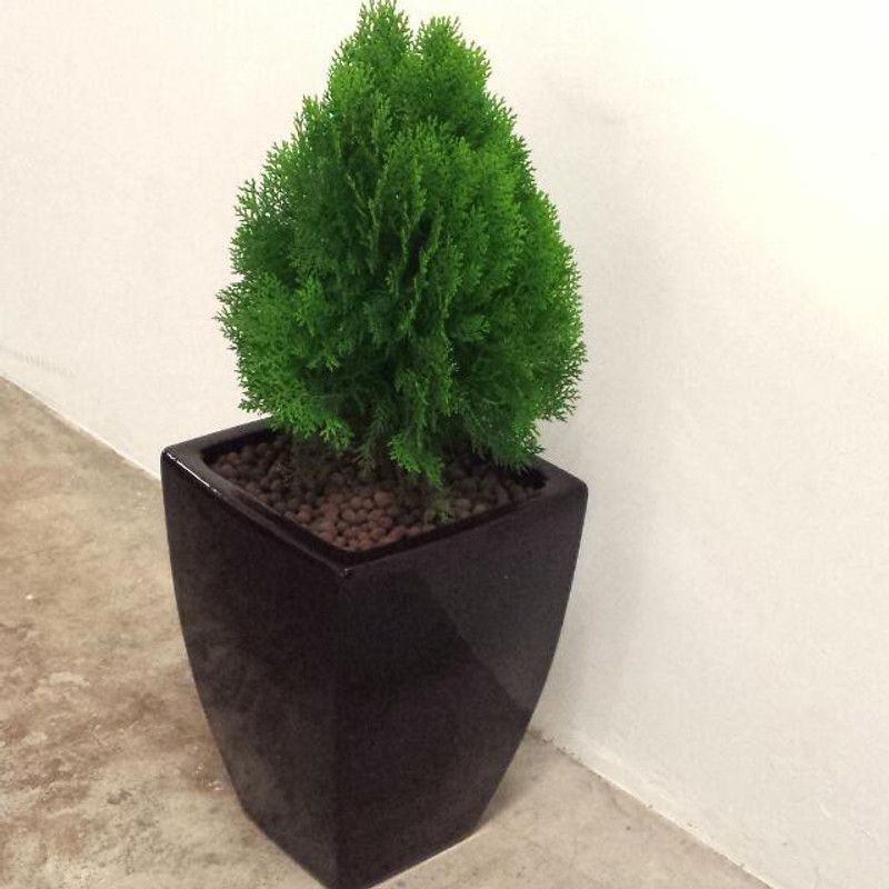 MAITRA AND SONS Platycladus/Morpankhi Plant  (Hybrid, Pack of 1)