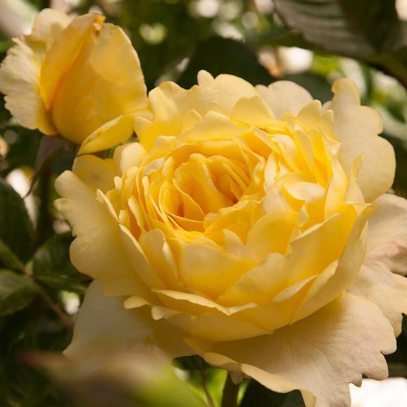 VibeX ® VMR-431 Yellow Rose Seeds Seed  (50 per packet)