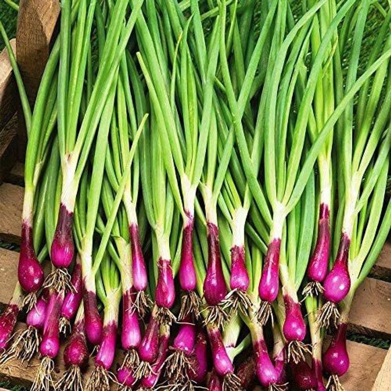 CYBEXIS NDIR-34 - Red Welsh Onion - (1500 Seeds) Seed  (1500 per packet)