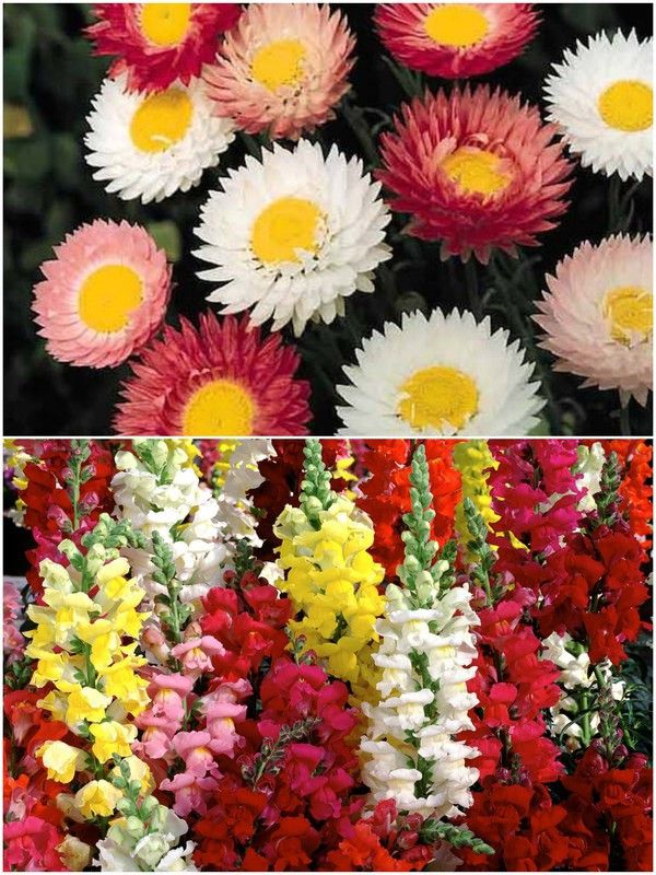 SeedsSunrise Combo Pack of 2 Varieties of Flower - Paper Flower, Antirrhinum Seed  (60 per packet)
