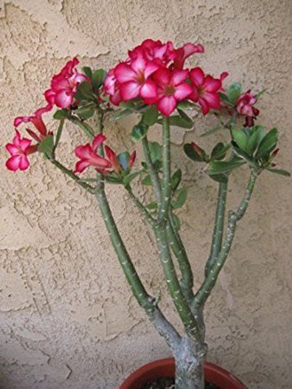 The Entacloo Adenium Plant  (Pack of 1)