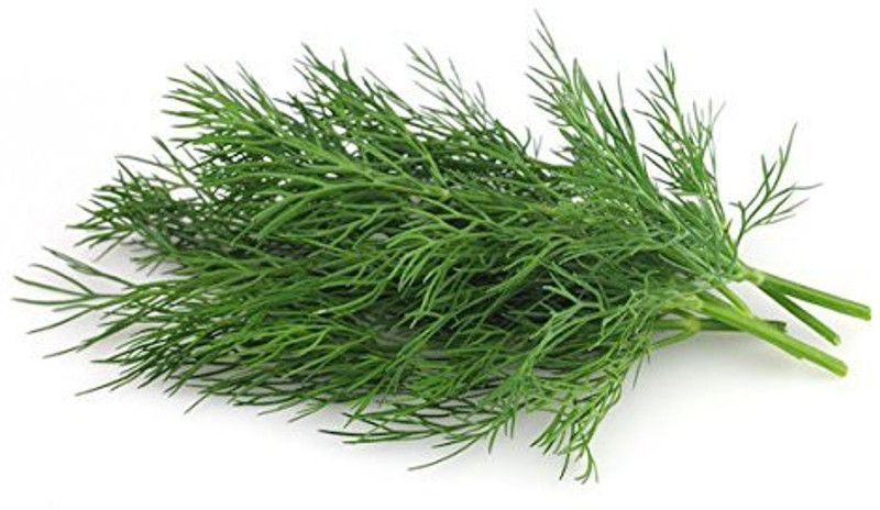Paudha Soya Dill Seed  (50 per packet)