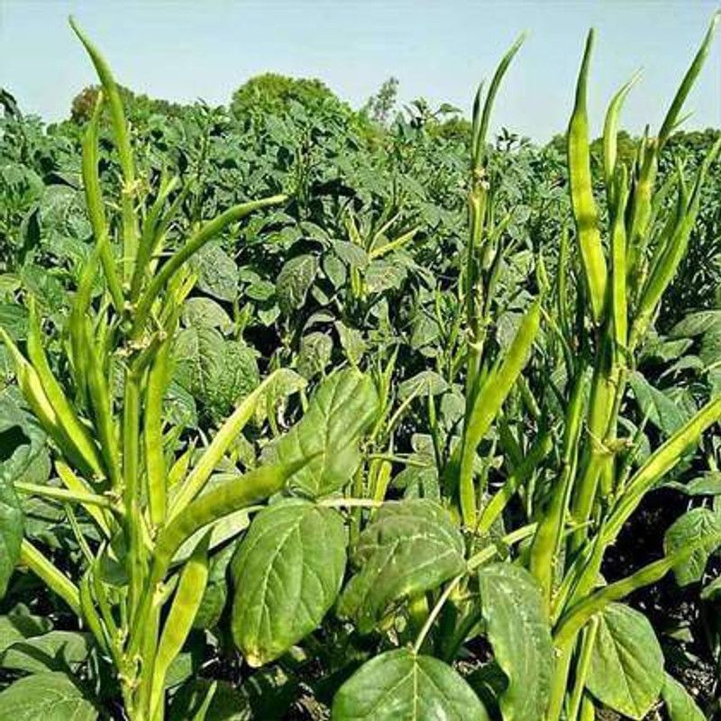 rmd Clusterbeans (guar) Seed  (45 per packet)