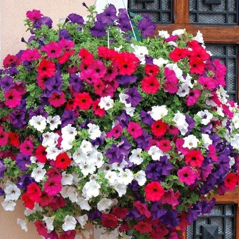 Paudha Petunia Mixed Seed  (40 per packet)