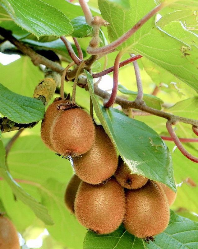 CARIBBEAN IMPORTED HYBRID KIWI FRUIT Seed  (57 per packet)