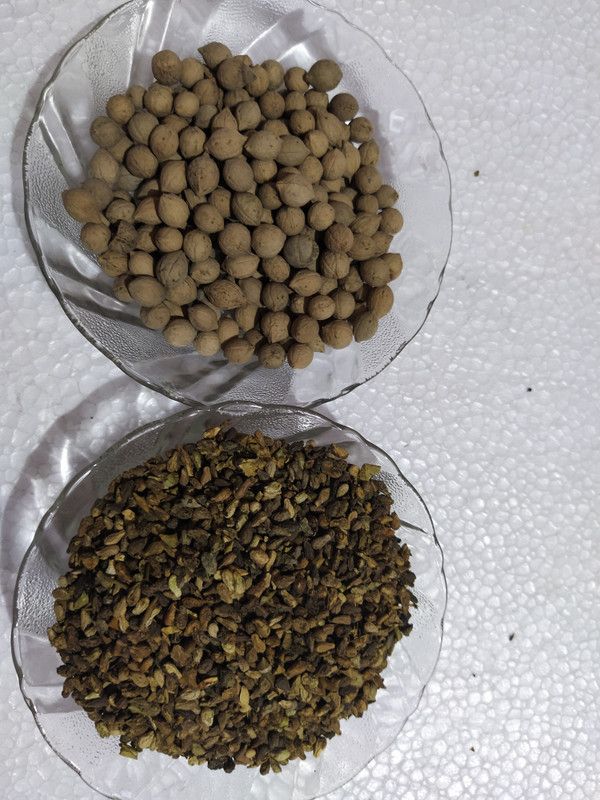 AmbeStore Combo, Shivlingi Seeds - 50gm, Putrajeevak Seeds - 50gm Seed  (200 per packet)