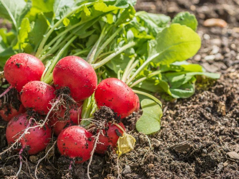 Mozette Red round Radish Seed  (18 per packet)
