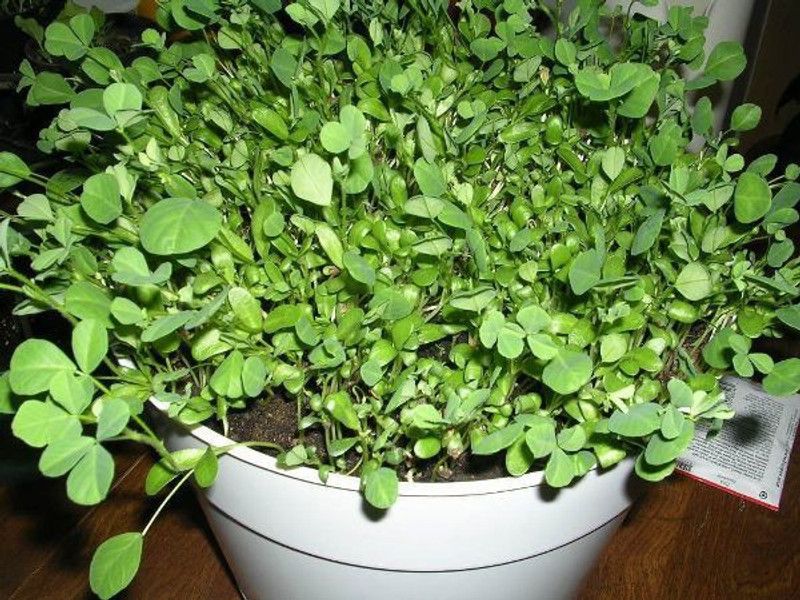 Greenly Methi Seed  (130 per packet)