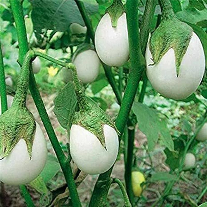 paudha Brinjal White Plant Seed  (30 per packet)