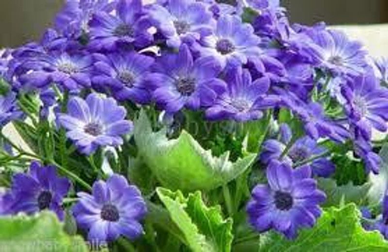XOLDA Exotic cineraria Seed  (31 per packet)
