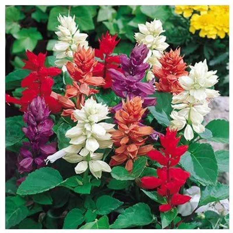 Mozette Salvia mix Seed  (91 per packet)
