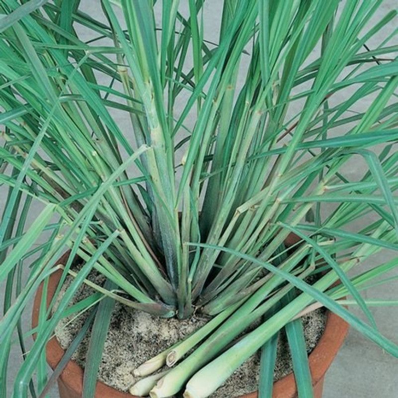 Mozette Lemon Grass Seed  (47 per packet)
