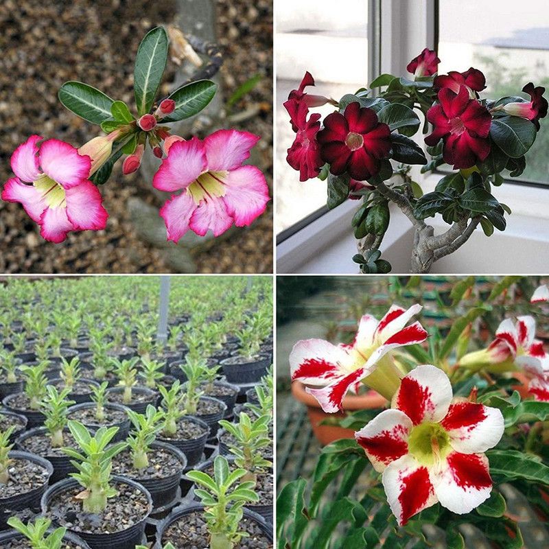DROXTY ® Desert Rose Seeds Adenium(5 Seeds) Seed  (5 per packet)