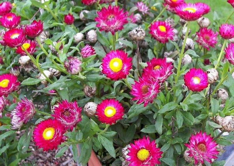 KANAYA Helichrysum Seed  (48 per packet)