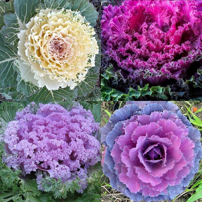 CYBEXIS Ornamental Kale Seeds Spring Brassica Oleracea Flowering Seed  (50 per packet)