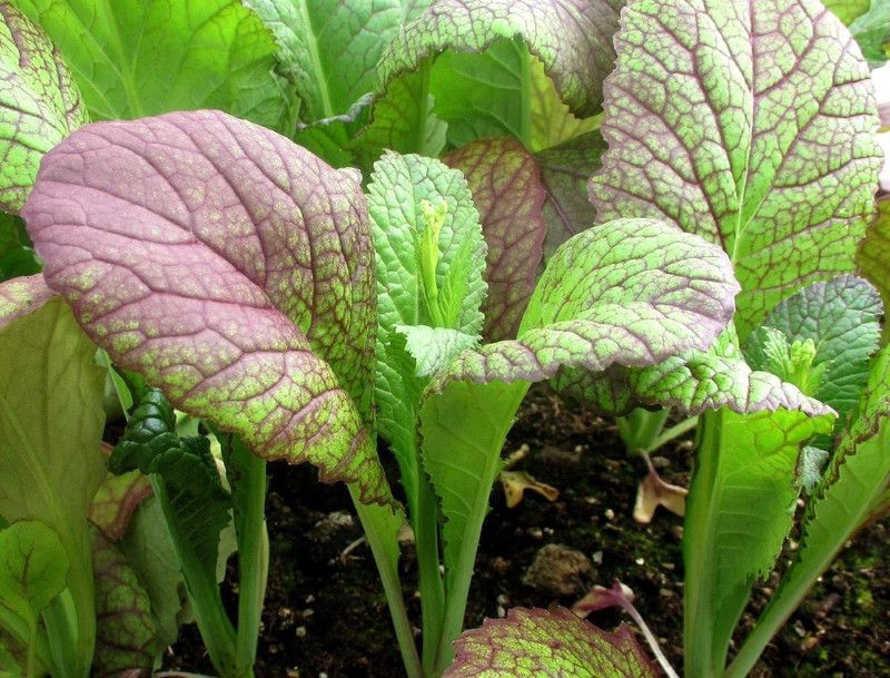 CYBEXIS Organic Mustard Red Giant Seeds2000 Seeds Seed  (2000 per packet)