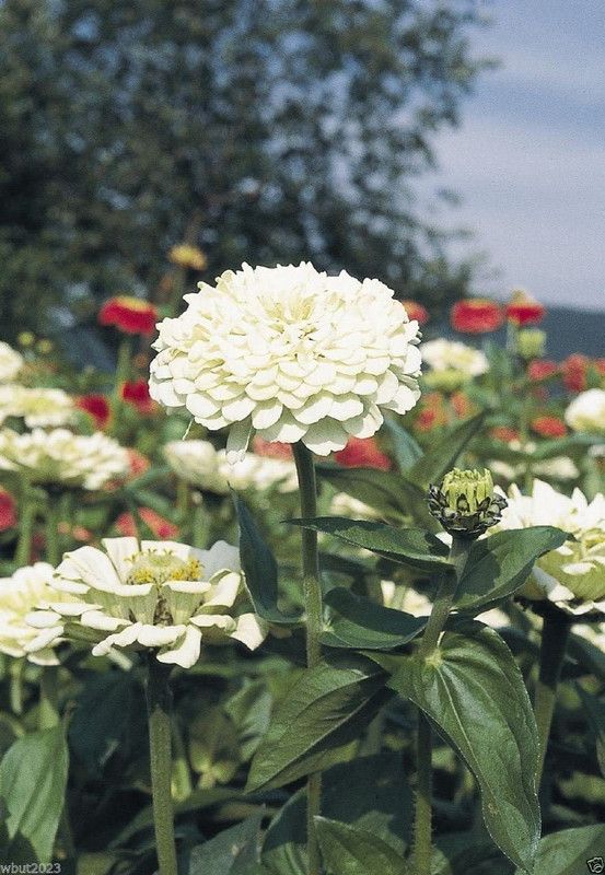 CYBEXIS Imported Zinnia Elegans 'WHITE' Seed  (25 per packet)