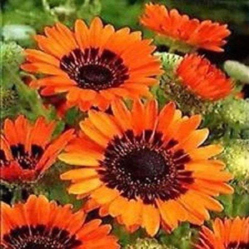 Mozette Venedium orange Seed  (68 per packet)