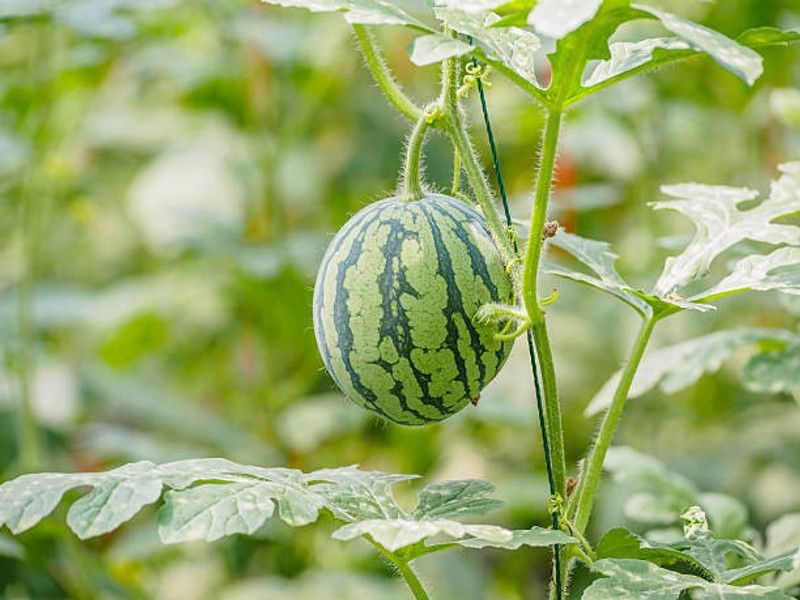 Splorias Watermelon Seed  (35 per packet)