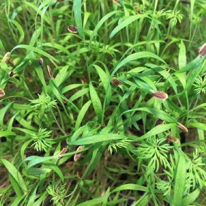 Airex Dill Microgreen Seeds - Pack Of AVG 50 - 100 Seeds x 7 Packet Seed  (350 per packet)