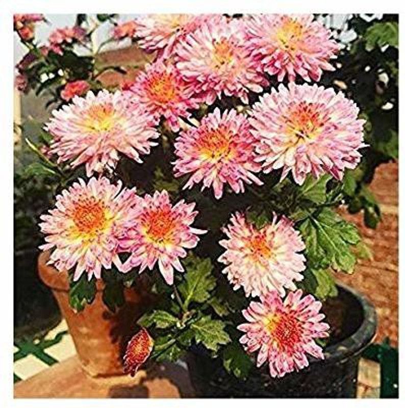CYBEXIS Guldavari/Chrysanthemum Pink Flower Plant Seed  (50 per packet)