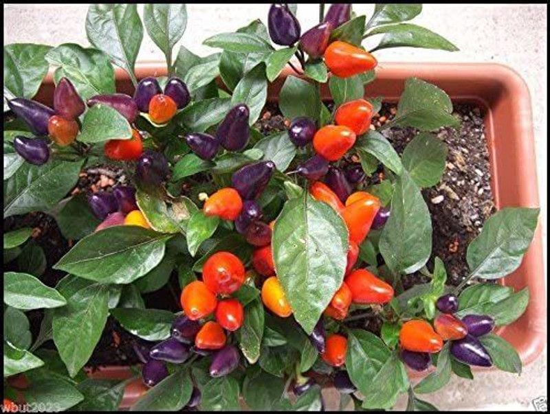 WILLVINE HUA-888 Aurora Chilli Pepper Seeds Seed  (200 per packet)