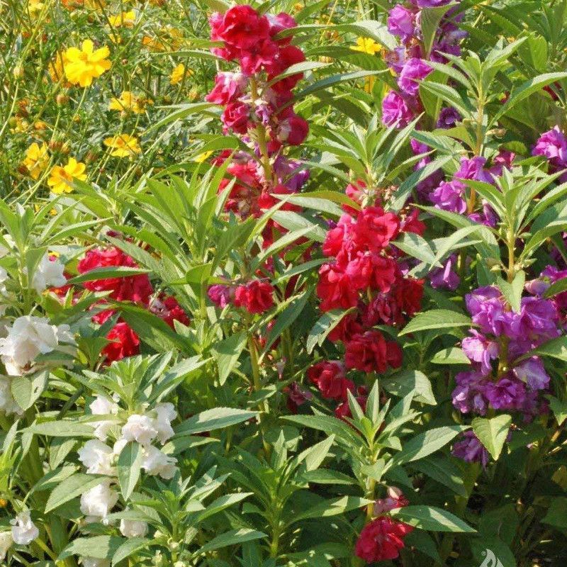 CYBEXIS Balsam Mix Flower Seeds Seed  (25 per packet)
