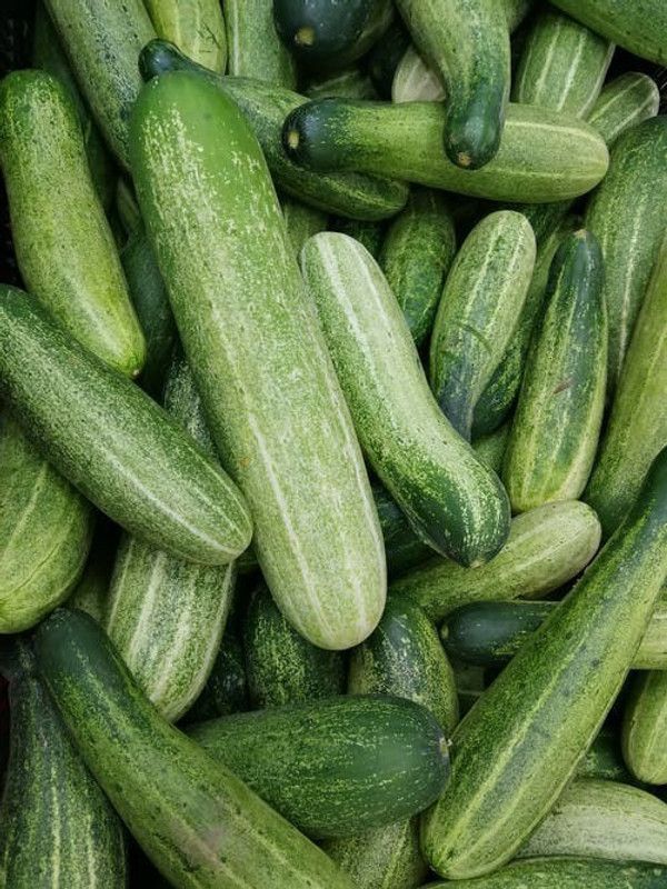 Paudha Organic Cucumber Seed  (68 per packet)