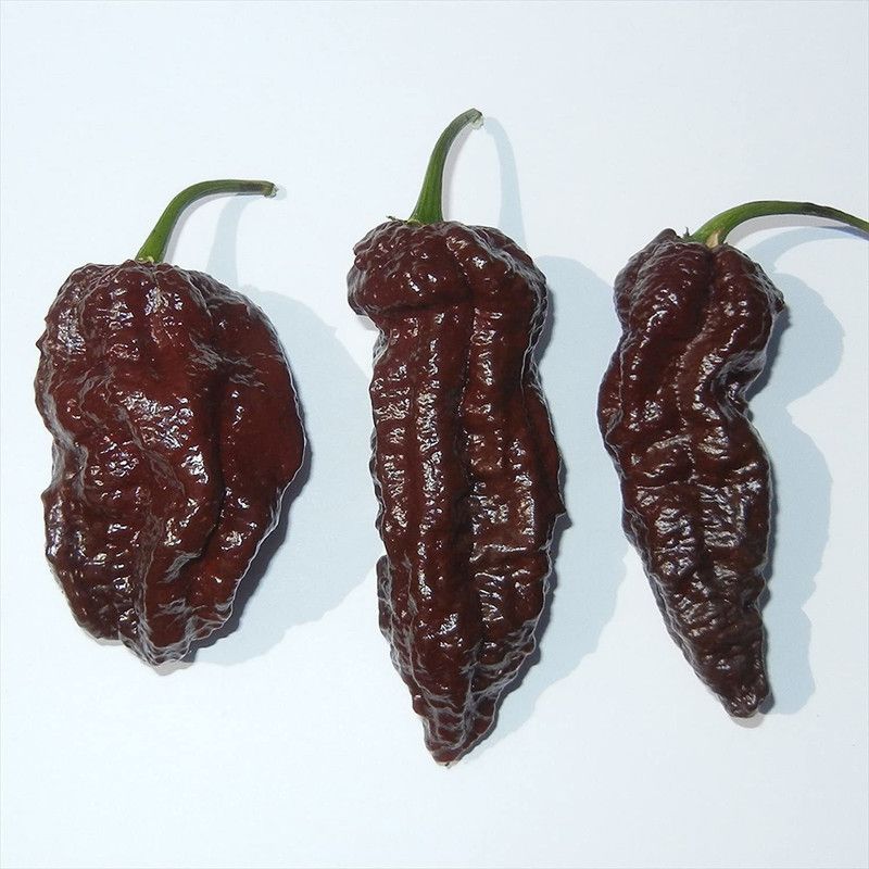 WILLVINE HUA-1007 Chilli Bhut Jolokia (Chocolate) Seed  (200 per packet)