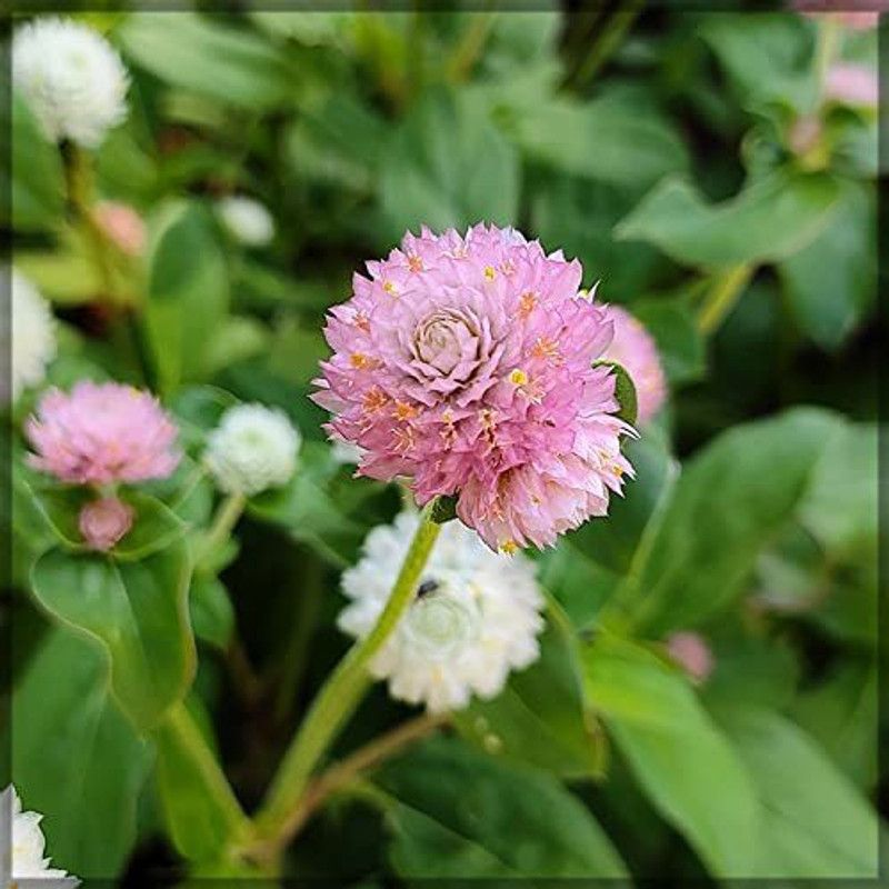 CYBEXIS Gomphrena Light Pink Flower Seeds / Gomphrena globosa Seed  (50 per packet)