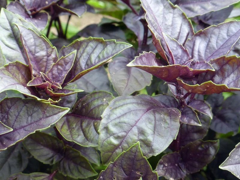 ONUS Basil purple opal Heirloom Seed  (250 per packet)