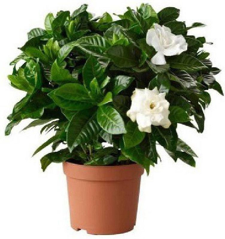 Vijay Sales Jasmine Plant  (Pack of 1)