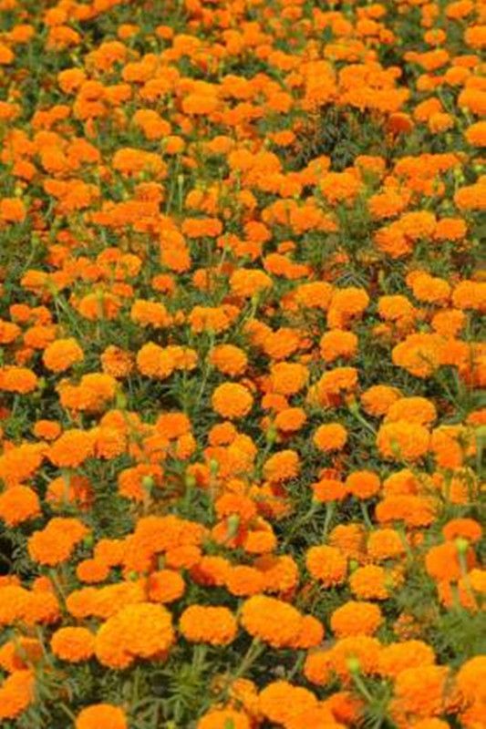 PEARL Marigold F2 Orange Hybrid Seed(170 Seeds ) Seed  (170 per packet)