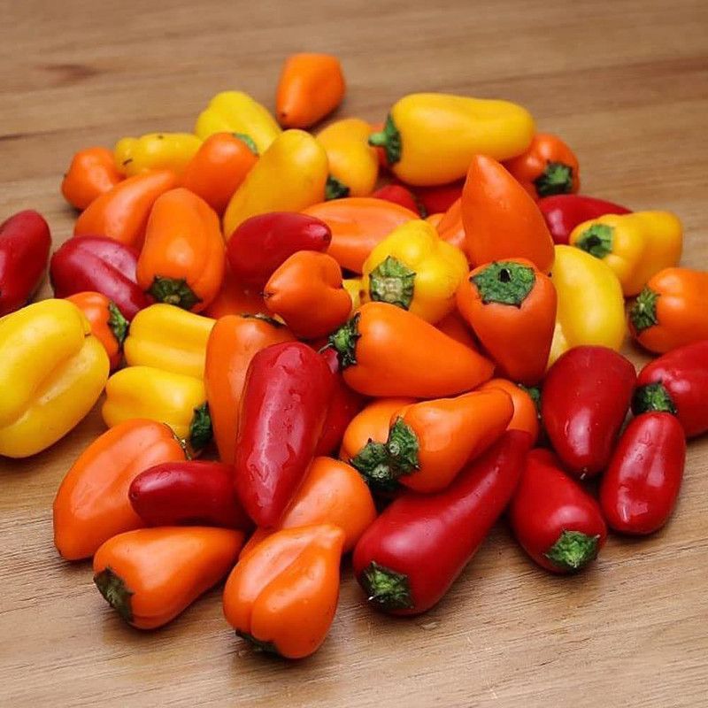 WILLVINE NBIR-1001 Cubanelle Sweet Pepper Chilli Seeds Seed  (200 per packet)