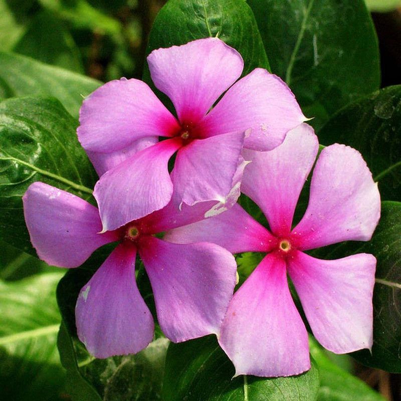 CYBEXIS Vinca/Sadabahar Mixed Color Flower | F1 Hybrid | Seeds Seed  (1 g)