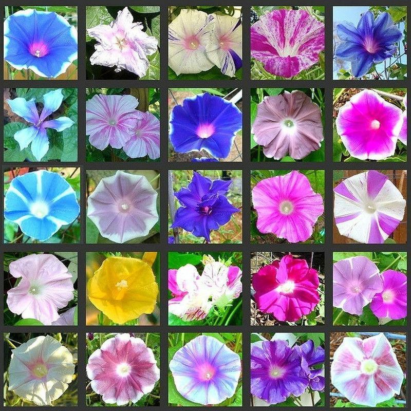 XOLDA Exotic morning glory Seed  (40 per packet)