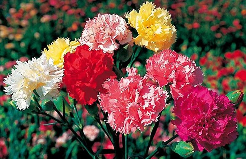 XOLDA Exotic carnation Seed  (23 per packet)