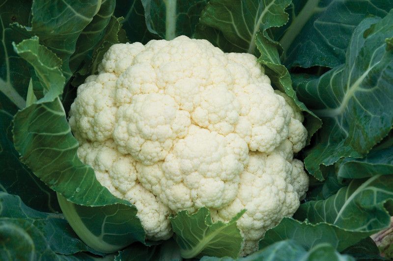 ANDOR HIGH QUALITY Cauliflower Seed  (1000 per packet)