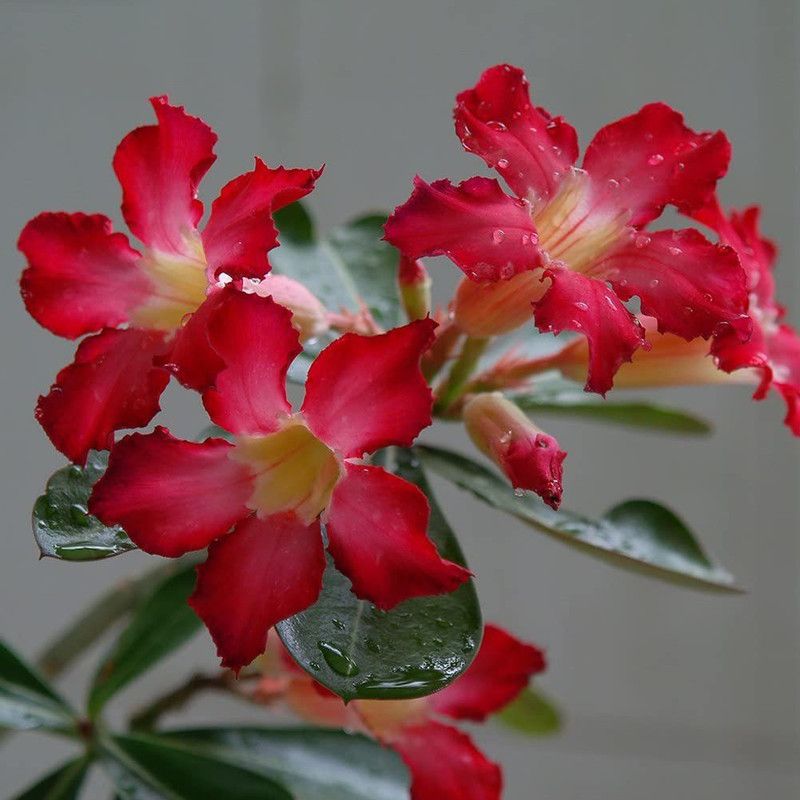 DROXTY ® Adenium Desert Rose Seeds(5 Seeds) Seed  (5 per packet)